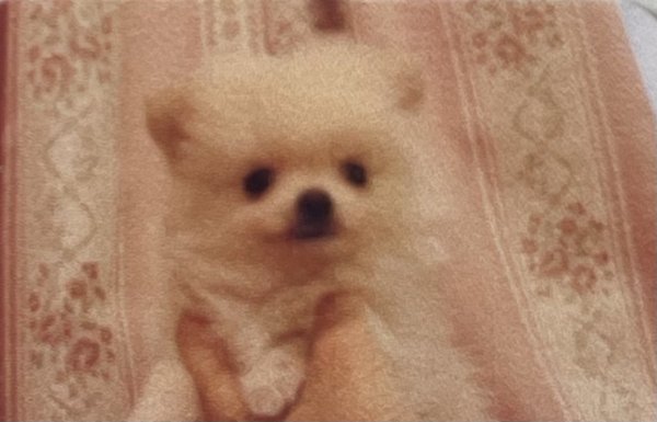 画像3: いちごへの葬儀代や花代＆49日と100日法要といちごお遍路基金 (3)