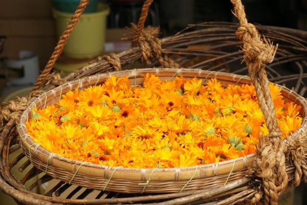 画像13: 自然農法無の会【歓喜の楽校】単発＆入学希望の方はこちらから (13)